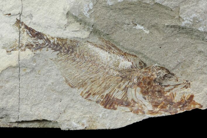 Cretaceous Fossil Fish (Armigatus) - Lebanon #77122